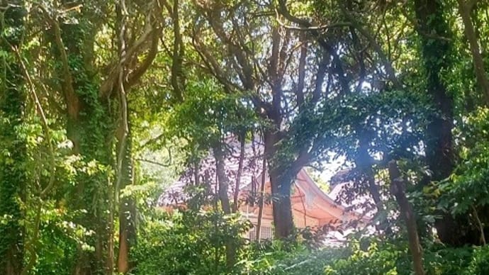 亀甲年目の憂鬱