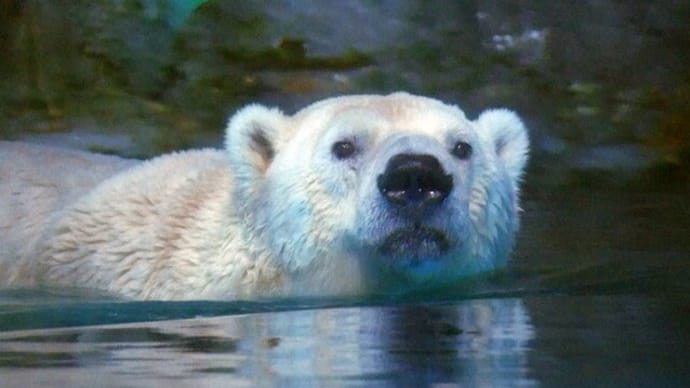 立ち上がってクマパンチのユキ丸君♪(1月25日)