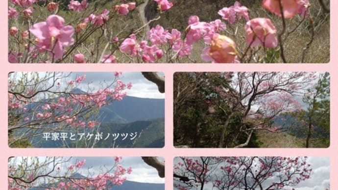 令和6年5月3日・剣山スーパー林道(当ノ石周辺のアケボノツツジ)