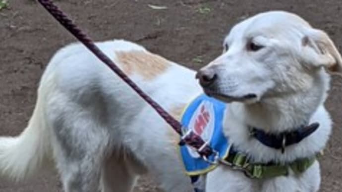 「犬のしつけ方教室」を開催します。