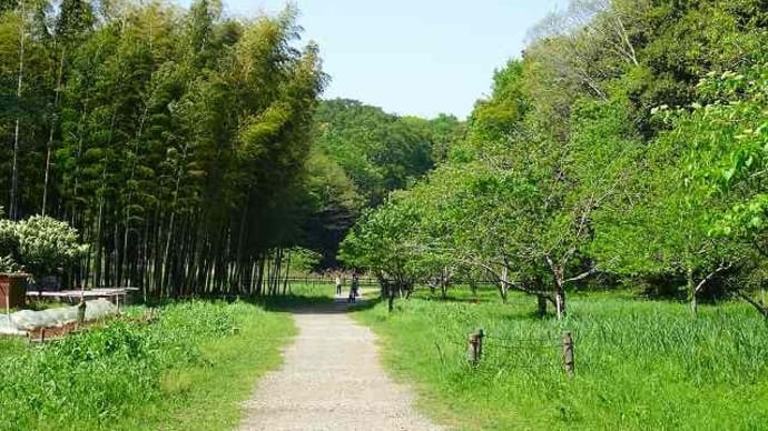 県立茅ヶ崎里山公園