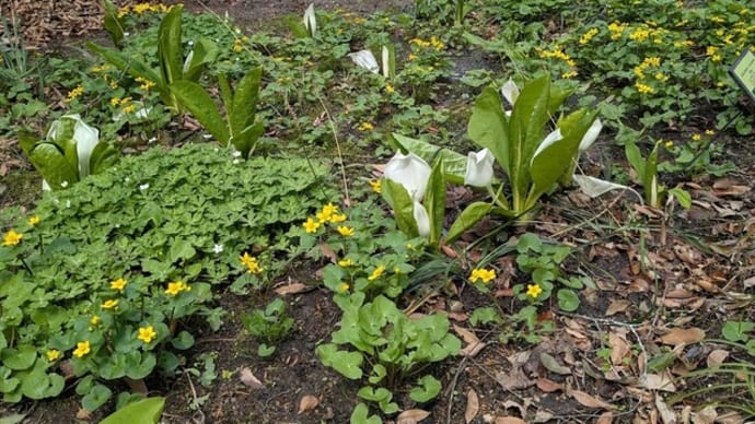 仙台市野草園へミスミソウを見に行く