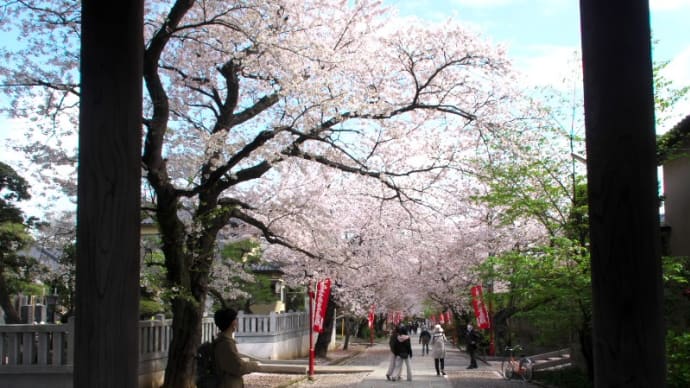 中山法華経寺の桜2023（４）