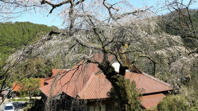 【 睡蓮寺の桜 】