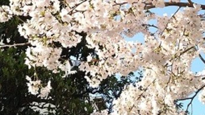 「平成の三四郎」古賀稔彦さん死去