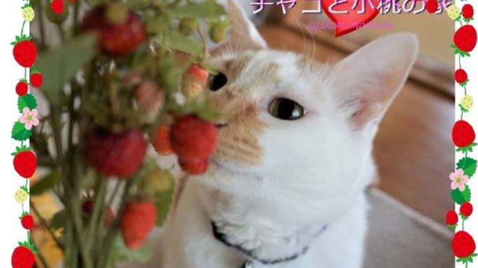 イチゴには練乳