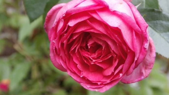 秋薔薇色々と、まだ片せない夏の草花と・・・