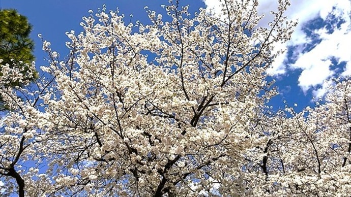 「桜・桃・ヒスイカズラ等」/川崎市緑化センター