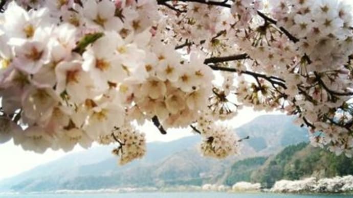 桜満開プリスポーン