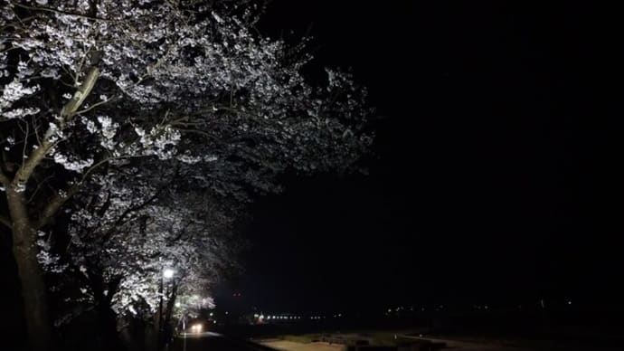 地元も早くも満開に