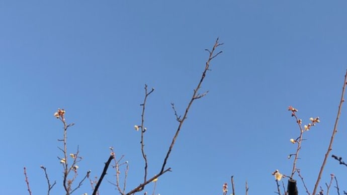 平塚朝散歩