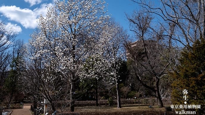 春、白い花の咲く頃。