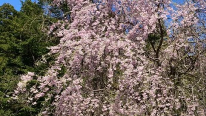 娘の垂れ桜は今が見頃!