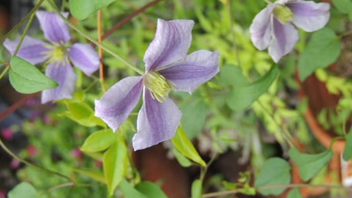 開花がずれています*ライラックが咲きだしたりジョセフィーヌも咲きだした*