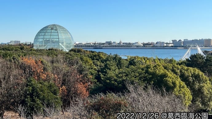葛西臨海公園の樹木伐採って? 2023/02/20