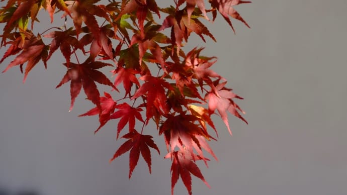 金剛輪寺の紅葉(黒門から二天門まで)