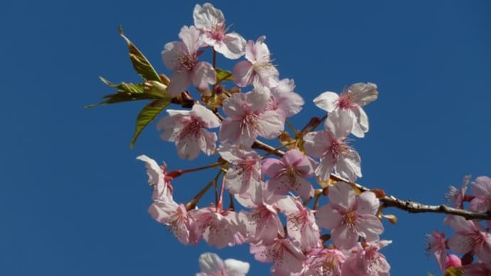 ピンクの桜に囲まれて~京都府立植物園2020年3月上旬 (6)