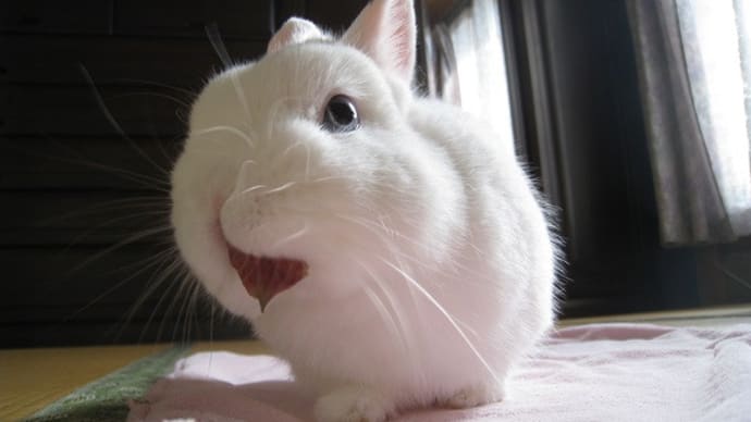 ハッシュタグ うさぎ 怖い顔 Goo Blog Gooブログ