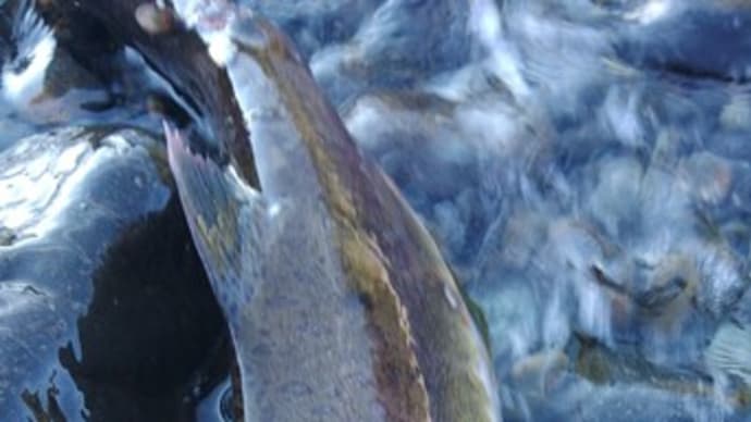 英人丸最終日の釣果