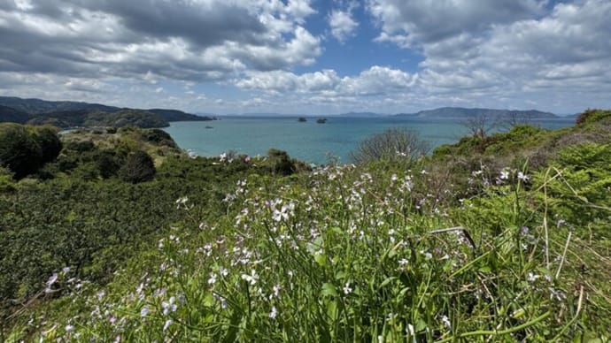 大根の花と不知火海の景色
