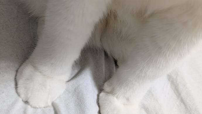 天然まつげ。