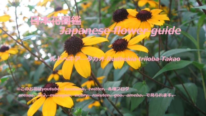 踊る万華?!Ten thousand flowers dancing? !!