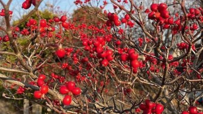 落葉した赤い実は「ウメモドキ?」&「初雪草」 は夏の花・・・