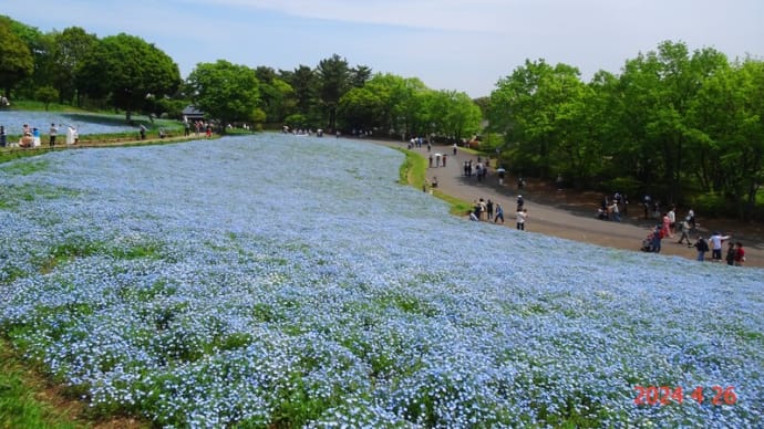 昭和記念公園のネモフィラ（2024/4/26）