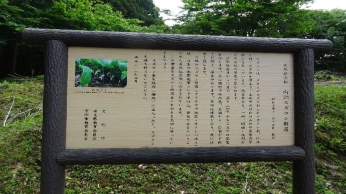 向渕スズラン群落
