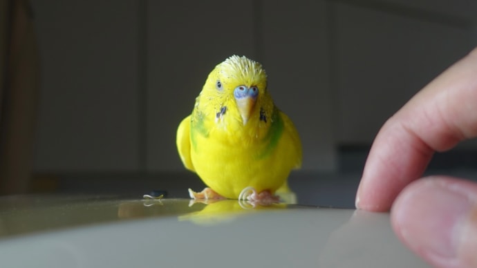 【3732】歯磨き不要で可愛いくて賢いインコ最強伝説