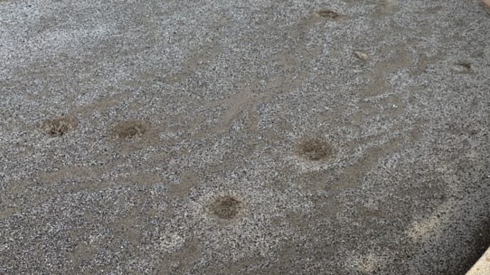 スズメ見なくはないね?69 we have seen some sparrows 砂浴び穴ぽこ
