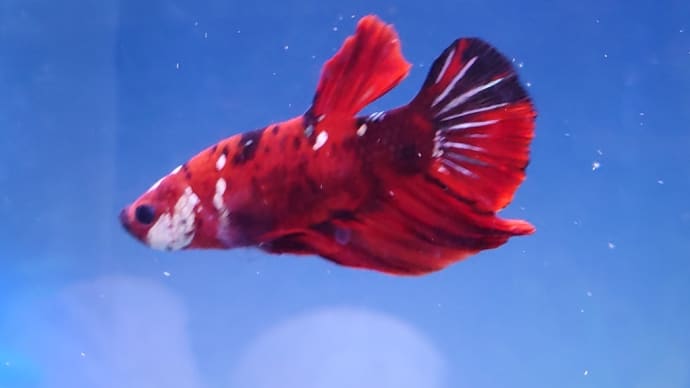水換え パールグラミー ベタ