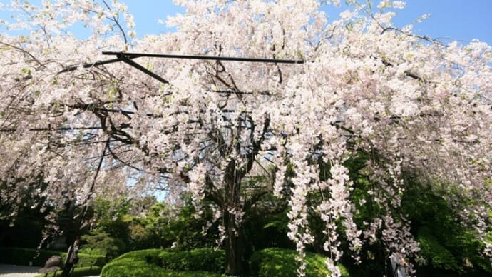 妙心寺退蔵院の枝垂桜