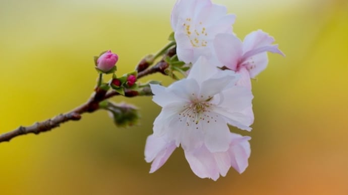 ようやく咲き始めた御会式桜