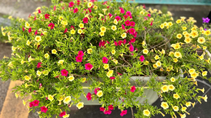 どうなる?暑さで瀕死☆職場のプランターの花