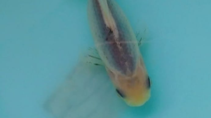 いろいろやってます🎵