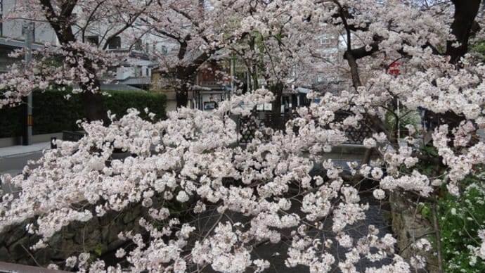 桜の開花と共に２泊3日京都の旅行…最終日 後編