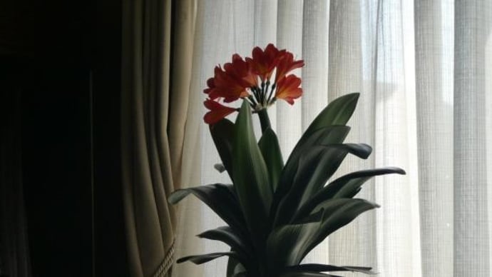 ☆彡 花 花 花 ☆彡