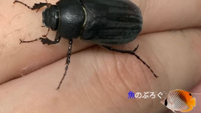 オオクロコガネ