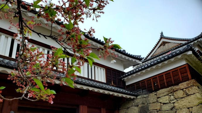 史跡公園の桜が散ったら・・