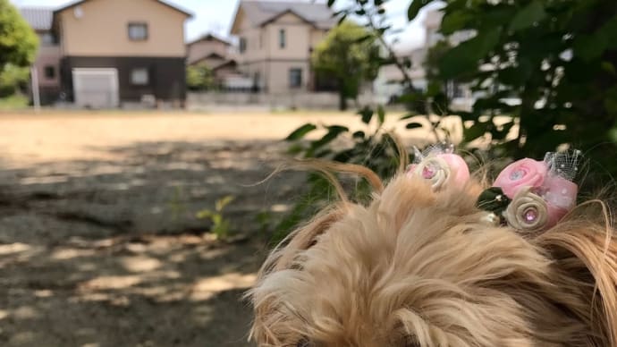 世界動物の日って、茶々丸の日なの?