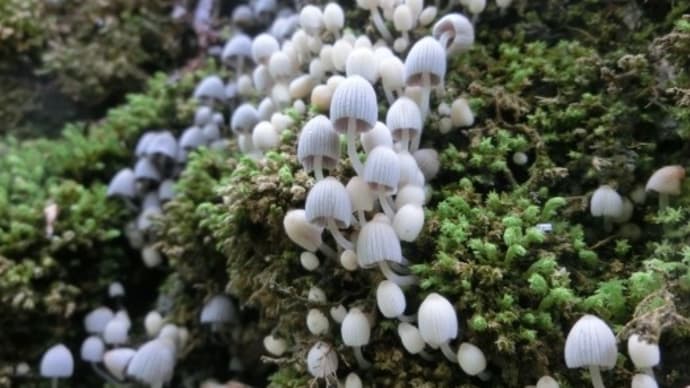 イヌセンボンタケが木登りしてましたぁ~
