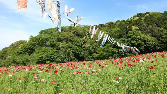 ポピー 神奈川県横須賀市 くりはま花の国(4)