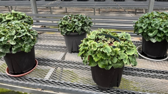 2024/06/11 5寸が終わって4寸シクラメンを植えてます)^o^(