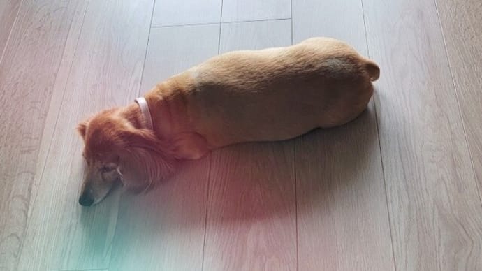 夏だワン・・・我が家の夏の風物詩