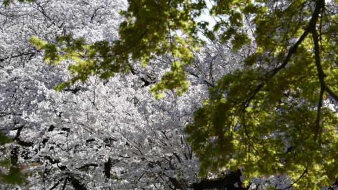 小石川植物園　ソメイヨシノの林で桜を見る人たち　　　　30