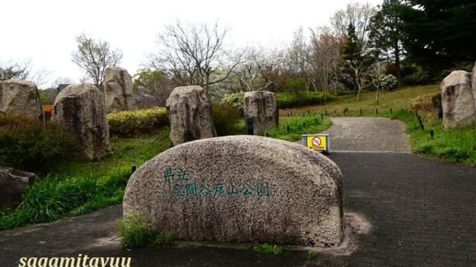 座間「谷戸山公園」の桜が満開となる!!