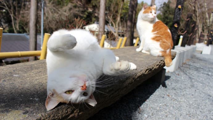 梅