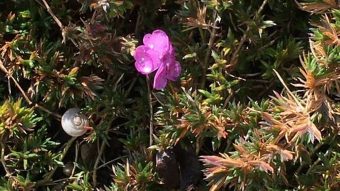 シバザクラの花