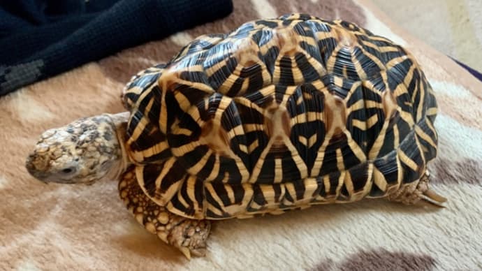 ☆ホシガメ☆私の居場所にwww(~ ̄▽ ̄)~